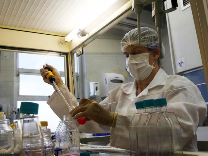 Pesquisadora trabalha com mosquito Aedes Aegypti em laboratório da Universidade de Campinas, nesta sexta (12)