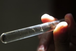 Larvas do Aedes aegypti, mosquito que transmite as doenças GUGA MATOS/JC IMAGEM/ESTADÃO CONTEÚDO