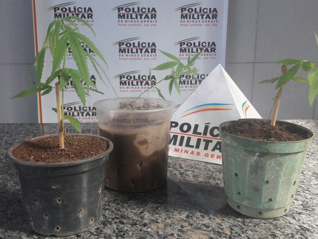PM localizou três pés de maconha na casa de um dos autores (Foto: Divulgação/ Polícia Militar)