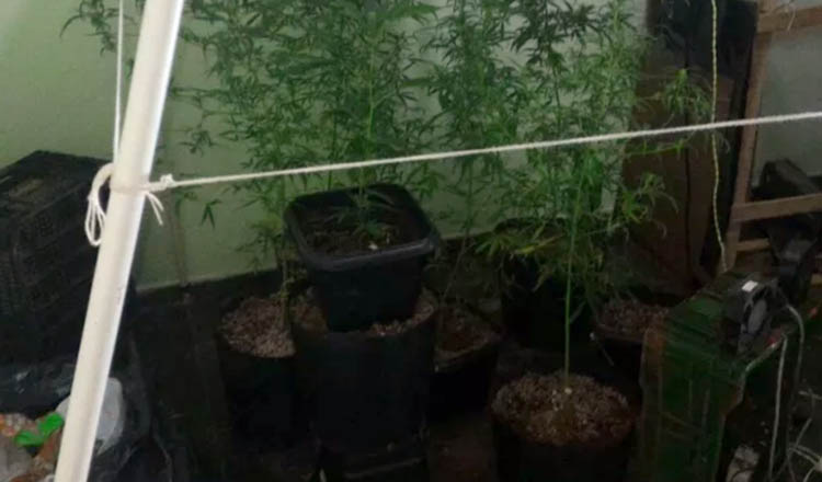 Pés de maconha eram cultivados dentro de casa (Foto: Polícia Militar/ Divulgação)